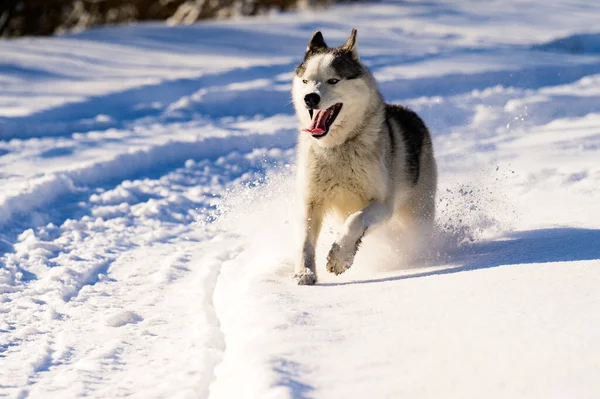 Husky Běží Zasněžené Silnici Stopy Dopravě Lesy Volně Žijících Živočichů — Stock fotografie