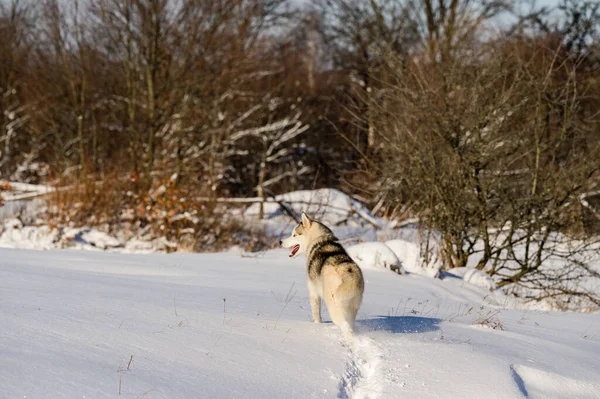 Tiere Freier Wildbahn Huskys Auf Winterjagd Winterspiele Für Hunde — Stockfoto