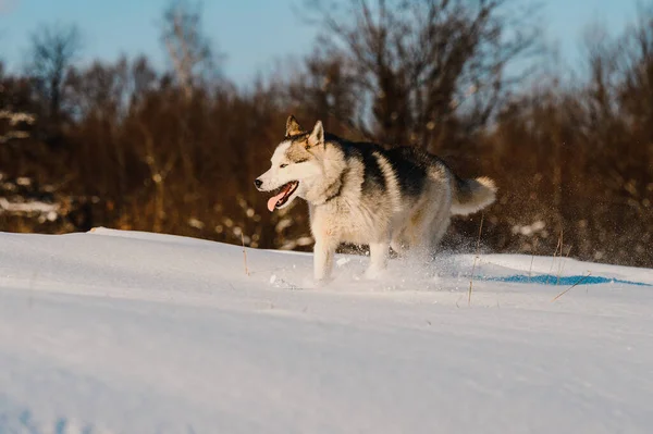 Vita Animale Natura Husky Sulla Caccia Invernale Giochi Cani Invernali — Foto Stock