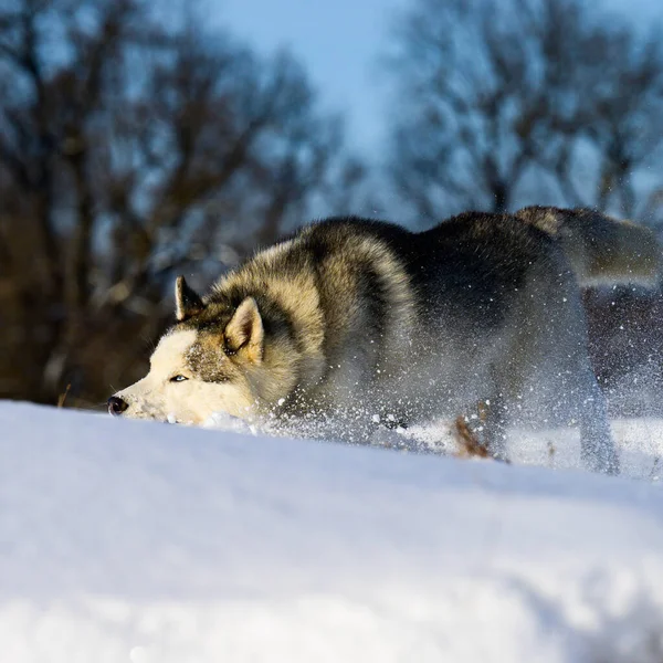 Siberische Husky Sledehond Schattige Gehoorzame Huisdieren Portret Van Een Hond — Stockfoto