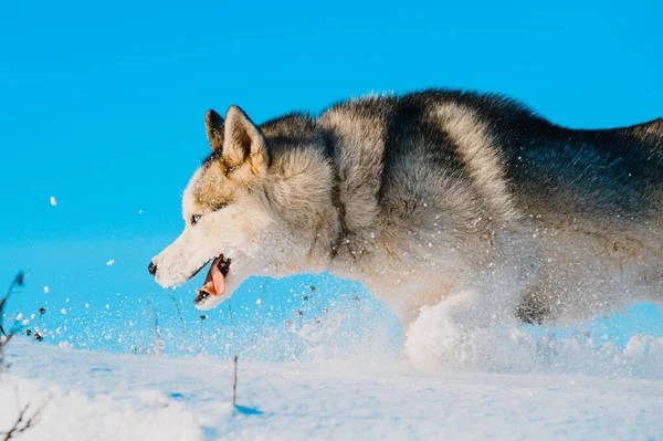 Sibirya Husky Kızak Köpeği Sevimli Itaatkar Hayvanlar Karda Bir Köpeğin — Stok fotoğraf