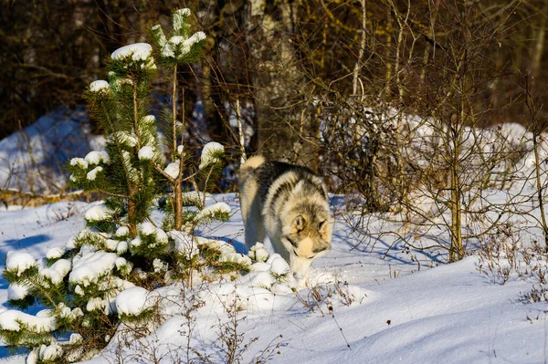 Cane Slitta Husky Siberiano Animali Domestici Carini Obbedienti Ritratto Cane — Foto Stock