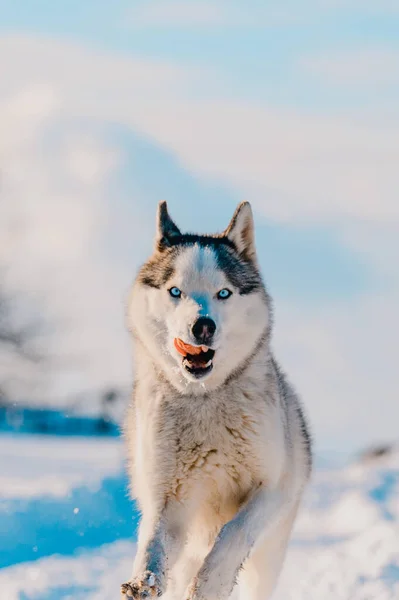 Husky Joggen Het Veld Besneeuwde Wegen Hond Rasechte Hond Ras — Stockfoto