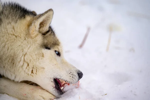 Husky Bijt Rauw Bot Hondenvoer Winter Hond Bot Met Vlees — Stockfoto
