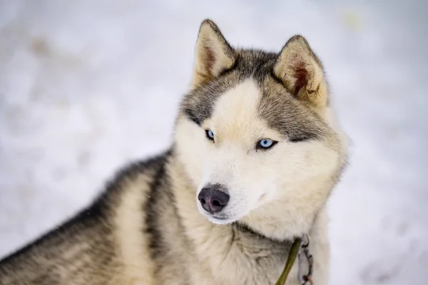 Husky Bijt Rauw Bot Hondenvoer Winter Hond Bot Met Vlees — Stockfoto