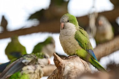 monk parrot in zoo cages, colorful and funny birds, heat-loving birds. new clipart