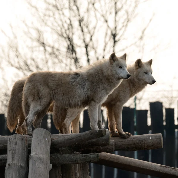 Grupo Lobos Brancos Num Jardim Zoológico Predador Branco Lobos Uivantes — Fotografia de Stock