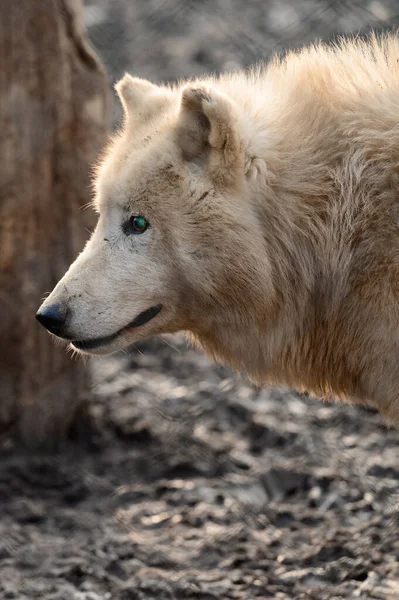 Živočišný Život Zoologické Zahradě Bílí Draví Vlci Zoologické Zahrady Ukrajiny — Stock fotografie