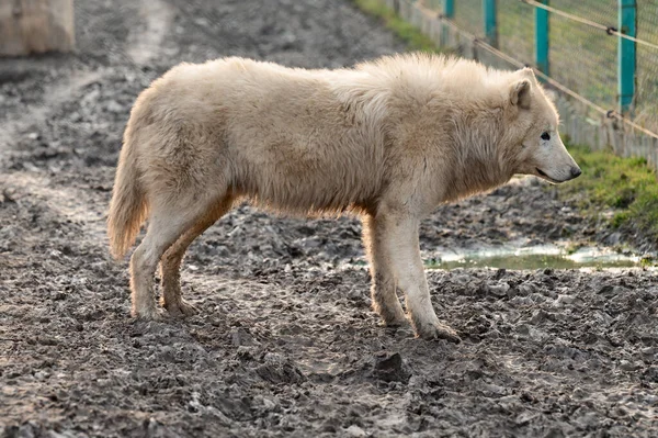 Vida Animal Zoológico Lobos Brancos Predadores Zoológicos Ucrânia — Fotografia de Stock