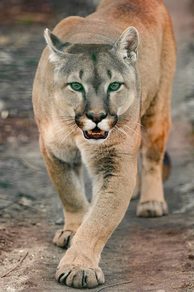 Puma Ein Schönes Raubtier Und Ein Bewohner Des Zoos Ein — Stockfoto