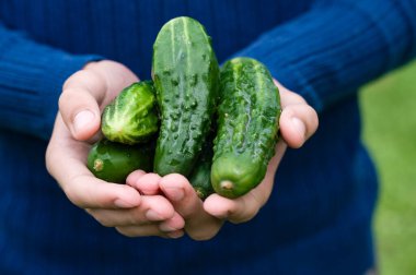 Bir avuç taze seçilmiş, canlı yeşil salatalık tutan bir insan. Salatalıklar ıslak, bu da bahçeden yeni toplandıklarını gösteriyor..