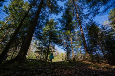 İki genç insan yemyeşil bir ormanda yürüyüş yapıyor. Güneş ışığı uzun ağaçların arasından süzülüp orman zemininde noktalı bir etki yaratıyor..