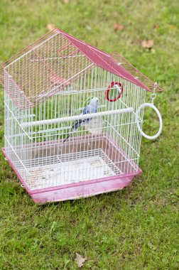 Küçük mavi ve beyaz bir kuş yeşil çimlerin üzerine yerleştirilmiş pembe bir tel kafesin içinde oturur. Kafesin küçük bir aynası ve tüneği var..