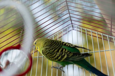 Kafesinin parmaklıklarında dinlenen küçük, renkli muhabbet kuşu yakından görülüyor. Kuşun parlak tüyleri kafesin metal parmaklıklarına vurgulanmış. Huzurlu bir aile manzarası.