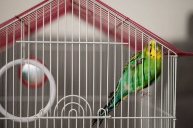 Canlı yeşil ve sarı bir muhabbet kuşu pembe çatılı beyaz bir tel kafesin içinde duruyor. Kuş tetikte, tüyleri pürüzsüz. Kafesin içinde küçük bir ayna görünüyor..