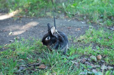 Koyu kürklü bir tavşan, yeşil çimenlerin ve yerdeki yaprakların arasında sakince dinlenir..