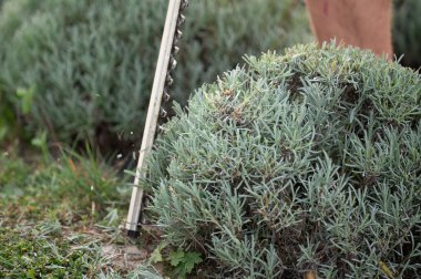 Yakın çekim, dışarıdaki lavanta bitkilerini budamak için bir alet kullanan birini gösteriyor. Görüntü, bitki bakımına ve düzenli bir bahçe estetiğine odaklanarak manzara bakımını yakalıyor..