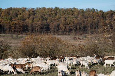 Parlak sonbahar renklerinin ortasında, büyük bir keçi sürüsü huzurlu bir alanda otluyor. Yumuşak güneş ışığı çarpıcı kırsal kesimde yıkanırken..