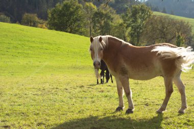 İki güzel at, güneşli bir çayırda özgürce dolaşır. Paltoları yemyeşil ve uzak tepelerin arka planında parıldar. Huzur ve özgürlüğü somutlaştırır..