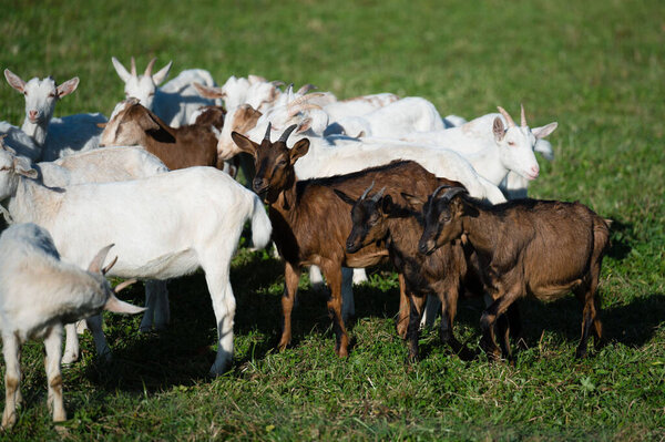 Goats of various colors frolic joyfully in a vibrant green field, basking in the warm sunlight of a pleasant afternoon, showcasing their lively nature.