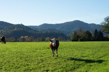 Yuvarlanan tepeler ve canlı yeşillikler arasında bir inek geniş otlağı keşfeder. Yumuşak güneş ışığı manzarayı yıkıyor, huzurlu bir kırsal yaşamı aydınlatıyor..