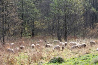 Huzurlu bir çayırda, uzun otlar ve renkli yapraklar arasında otlayan koyun sürüleri sonbaharın güzelliğini gözler önüne seren sakin bir zemin oluşturur..