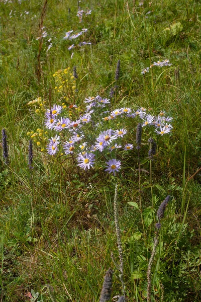 Alpejskie Dzikie Kwiaty Symphyotrichum Novi Belgii Pomnik Przyrody Ścieżka Szamana — Zdjęcie stockowe