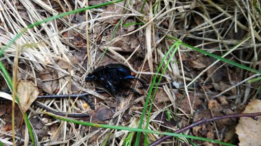Büyük siyah mavi mayıs böceği - saman böceği - sonbahar çimlerinde sürünüyor