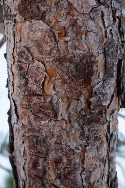 樹皮松の木のテクスチャの背景 汚れと茶色の表面 — ストック写真