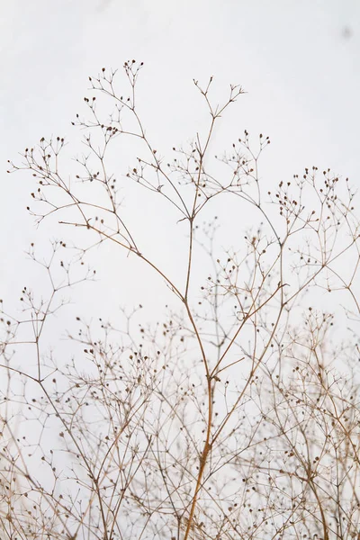 Texturált Háttér Ágak Száraz Gyógynövények Hóban Fehér Kék — Stock Fotó