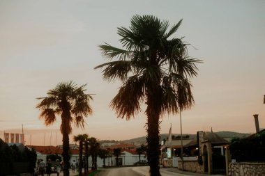 Günbatımının arka planında palmiye ağaçları. Akşam şehri, yaz atmosferi