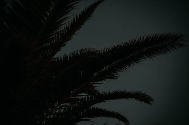 Geceleri palmiye yaprakları.