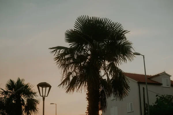 Palmbomen Achtergrond Van Zonsondergang Avondstad Zomerse Sfeer — Stockfoto