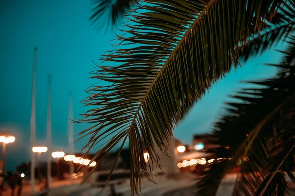 Palmbladeren Nachts — Stockfoto