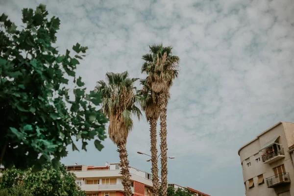 城市里的棕榈树 美丽的修剪过的棕榈树叶子 夏季照片 — 图库照片