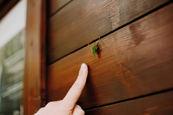 Very Large Grasshopper Sits House Plitvice Lakes Park — Stock Photo, Image