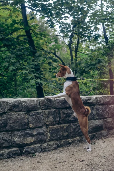 Schöne Aussicht Park Der Plitvicer Seen Kroatien Hund Für Einen — Stockfoto