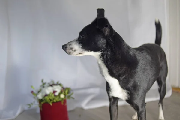 Dog allergy to flowers. Dog on a background of flowers, bouquet