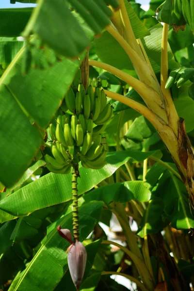 Beautiful photo of a banana tree with unripe bananas, green bananas