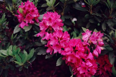 Güzel pembe çiçekler ağaçta yetişir..