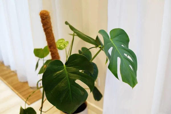 Fleurs Fraîches Intérieur Une Pièce Une Maison Plantes Vertes Dans — Photo