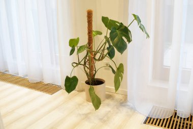 Rüzgarda uçuşan beyaz bir perde. Havalandırma ve balkonun yanında yer ısıtması. Zeminde yalıtım