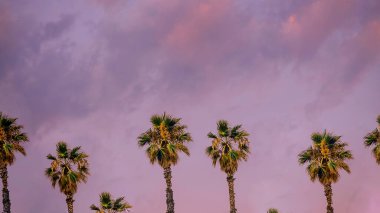 Pembe gökyüzüne karşı palmiye ağaçları, yaz havası, muhteşem bir fotoğraf, Los Angeles..