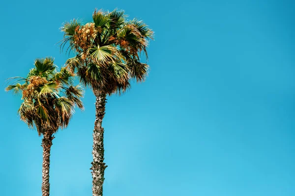 Palmbomen Tegen Blauwe Lucht Zomerse Sfeer — Stockfoto