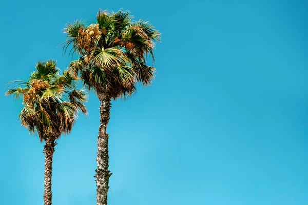 Palme Contro Cielo Blu Atmosfera Estiva — Foto Stock