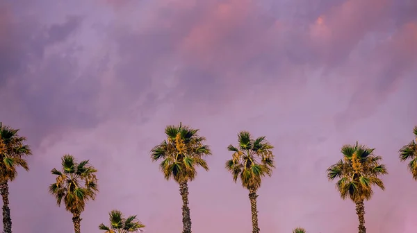 Palme Contro Cielo Rosa Atmosfera Estiva Bella Foto Favolosa Los — Foto Stock