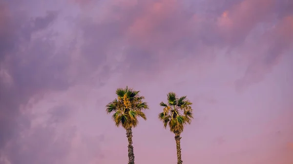 Palmbomen Tegen Een Roze Lucht Zomer Sfeer Prachtige Fabelachtige Foto — Stockfoto