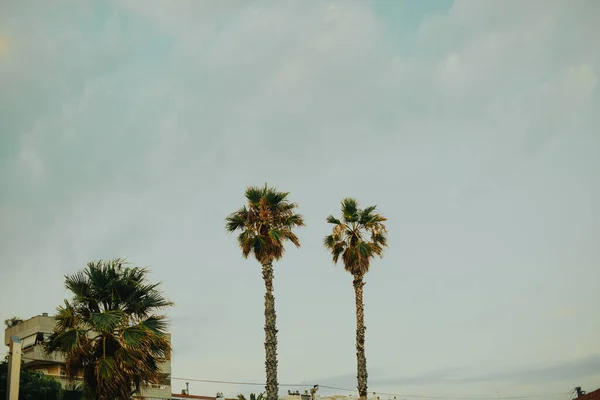 Palmbomen Tegen Blauwe Lucht Zomerse Sfeer — Stockfoto