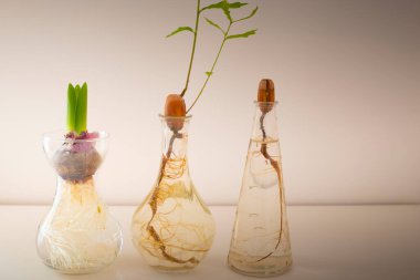 Küçük yeşil yapraklı meşe palamudu (Quercus robur) ve su dolu küçük cam vazolarda filizlenen bir çiçek ampulü. Ev dekorasyonu fikri, doğal ilham..