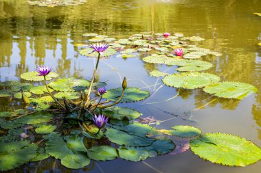 Mavi su zambağı (nymphaeaceae) Sigurt Garden Park, Valeggio sul Mincio, Veneto, İtalya 'da çiçek açtı. Dikey çekim.